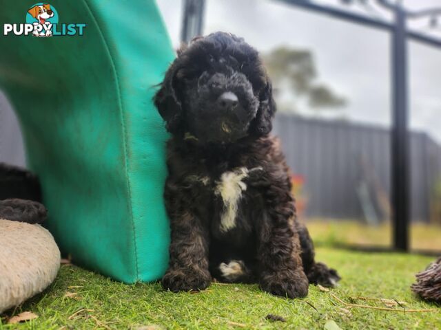 Adorable Toy Poodle Puppies