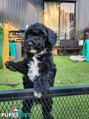 Adorable Toy Poodle Puppies