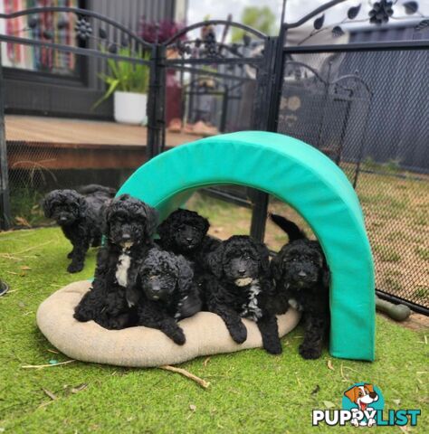 Adorable Toy Poodle Puppies