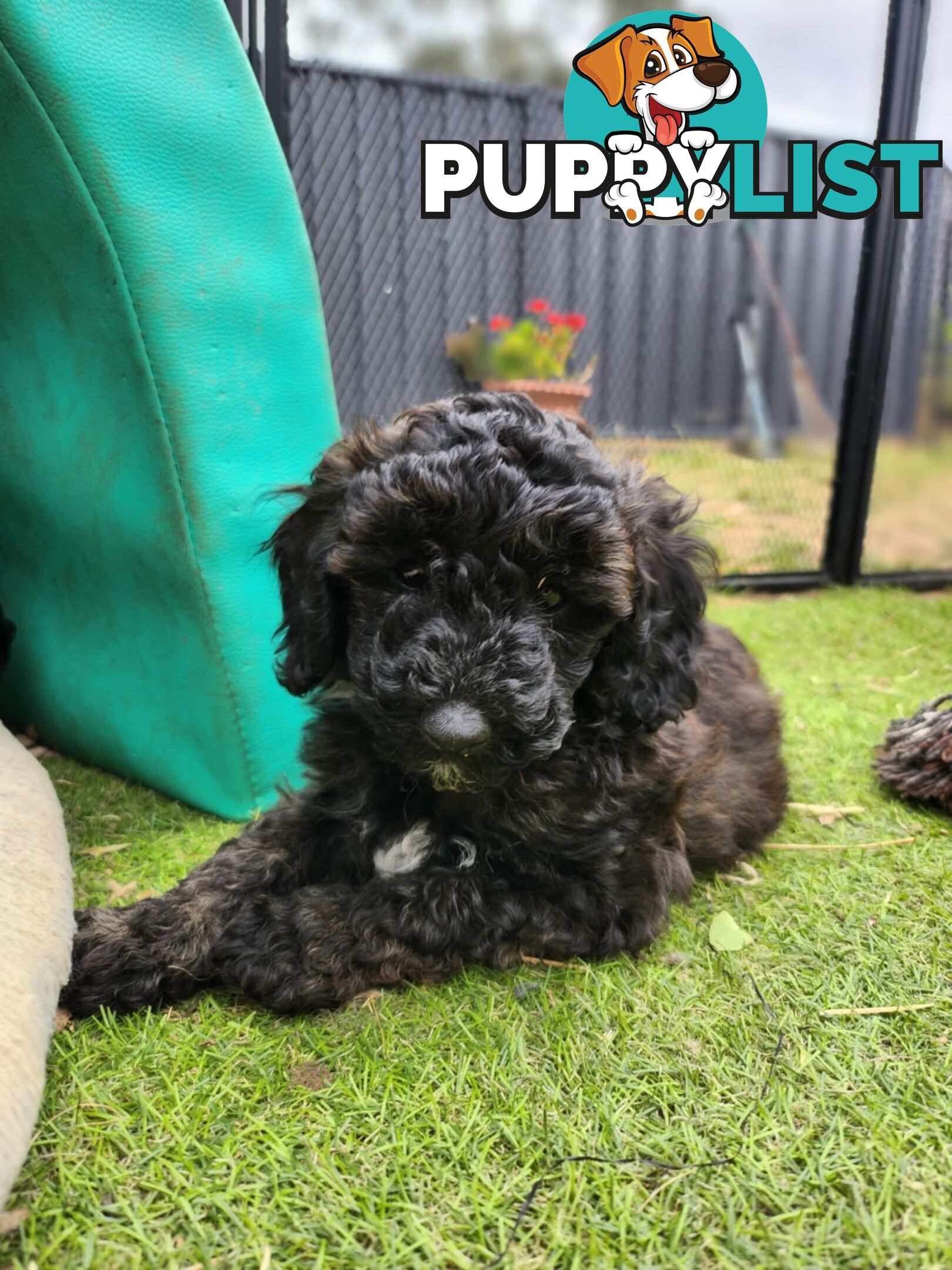 Adorable Toy Poodle Puppies