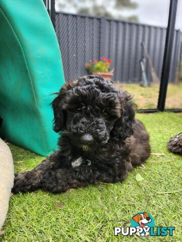 Adorable Toy Poodle Puppies