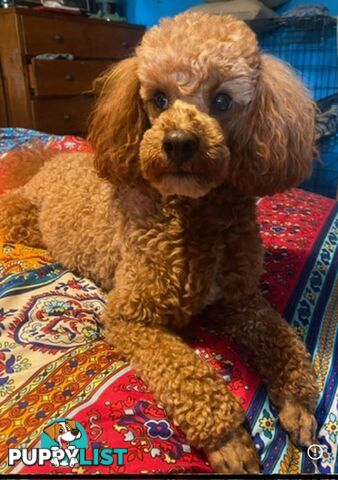 Adorable Toy Poodle Puppies