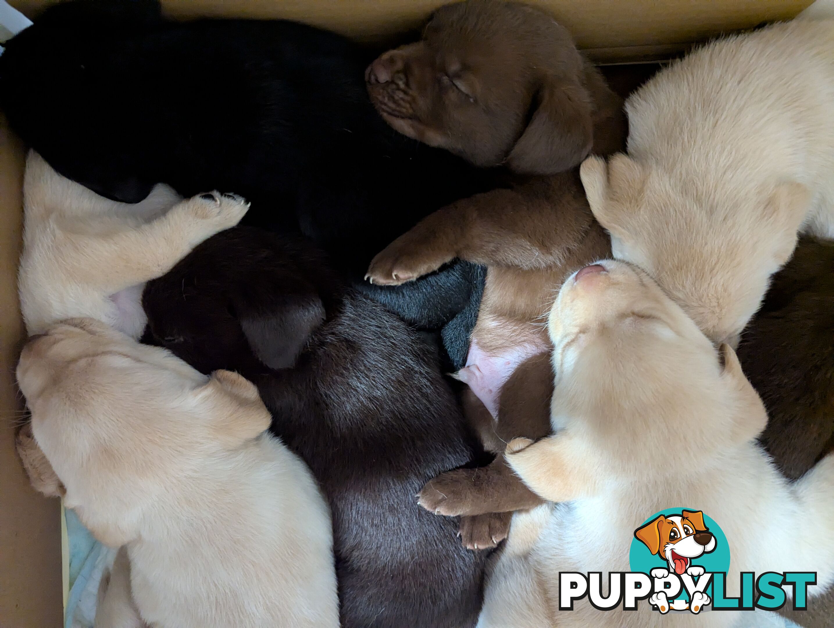 Purebred Labrador Retriever Puppies – Ready for Their Forever Homes!