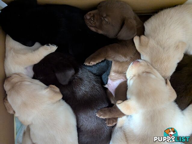 Purebred Labrador Retriever Puppies – Ready for Their Forever Homes!