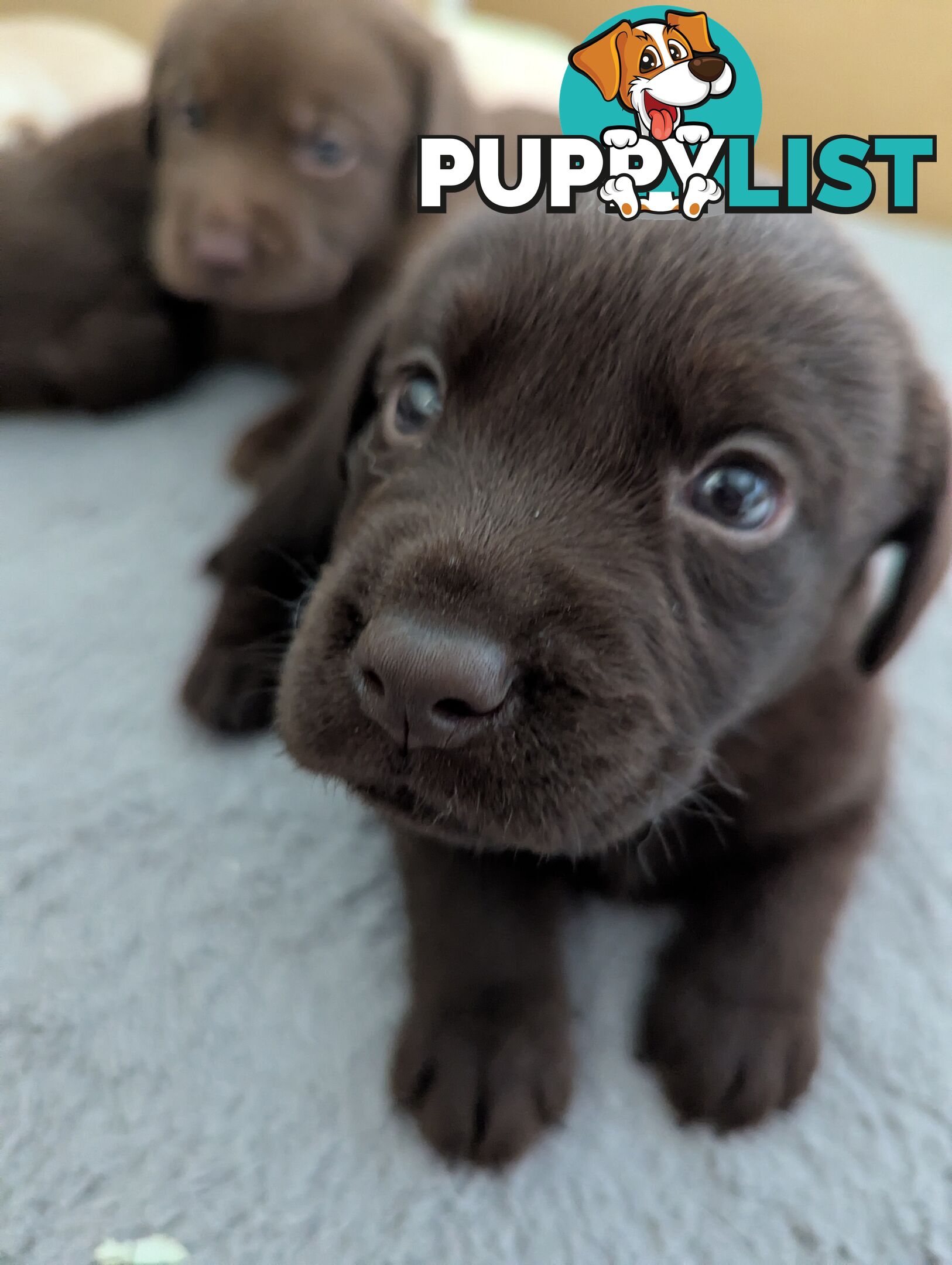 Purebred Labrador Retriever Puppies – Ready for Their Forever Homes!