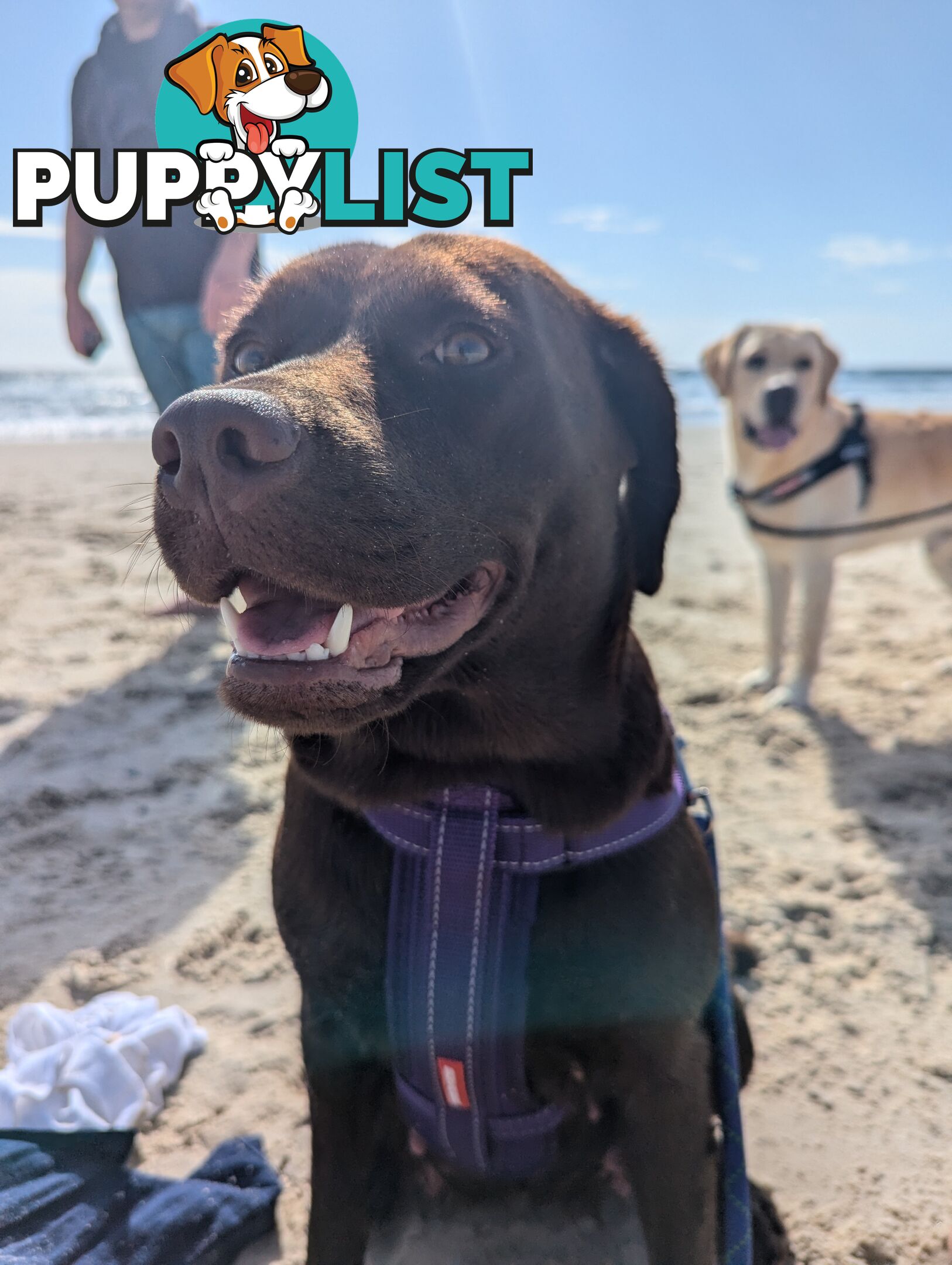 Purebred Labrador Retriever Puppies – Ready for Their Forever Homes!