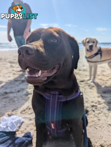 Purebred Labrador Retriever Puppies – Ready for Their Forever Homes!