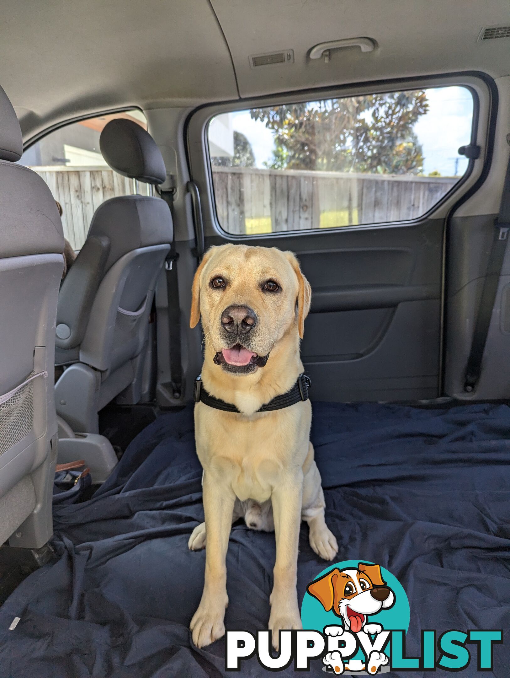 Purebred Labrador Retriever Puppies – Ready for Their Forever Homes!