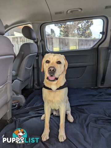 Purebred Labrador Retriever Puppies – Ready for Their Forever Homes!