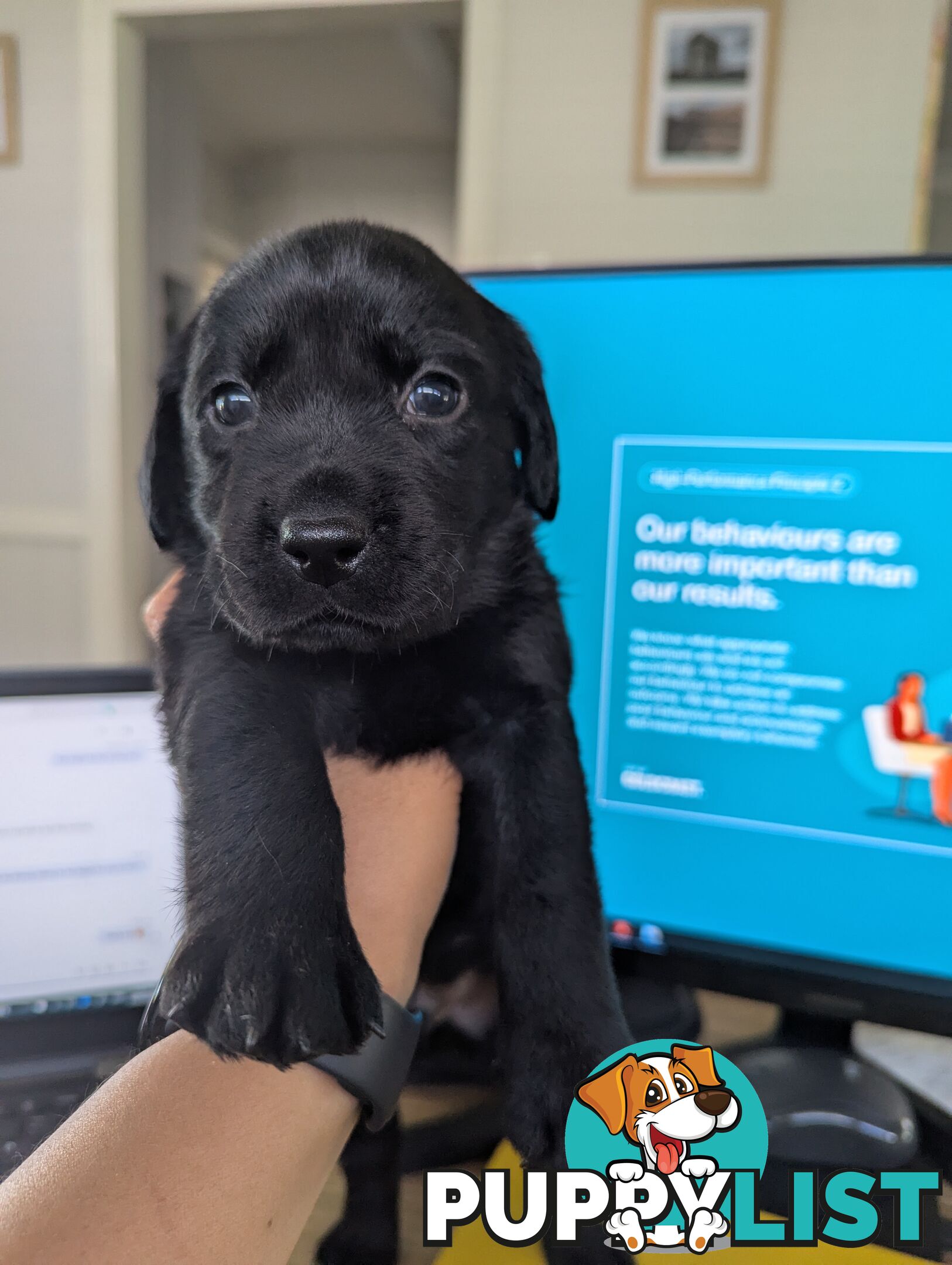 Purebred Labrador Retriever Puppies – Ready for Their Forever Homes!