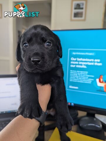 Purebred Labrador Retriever Puppies – Ready for Their Forever Homes!