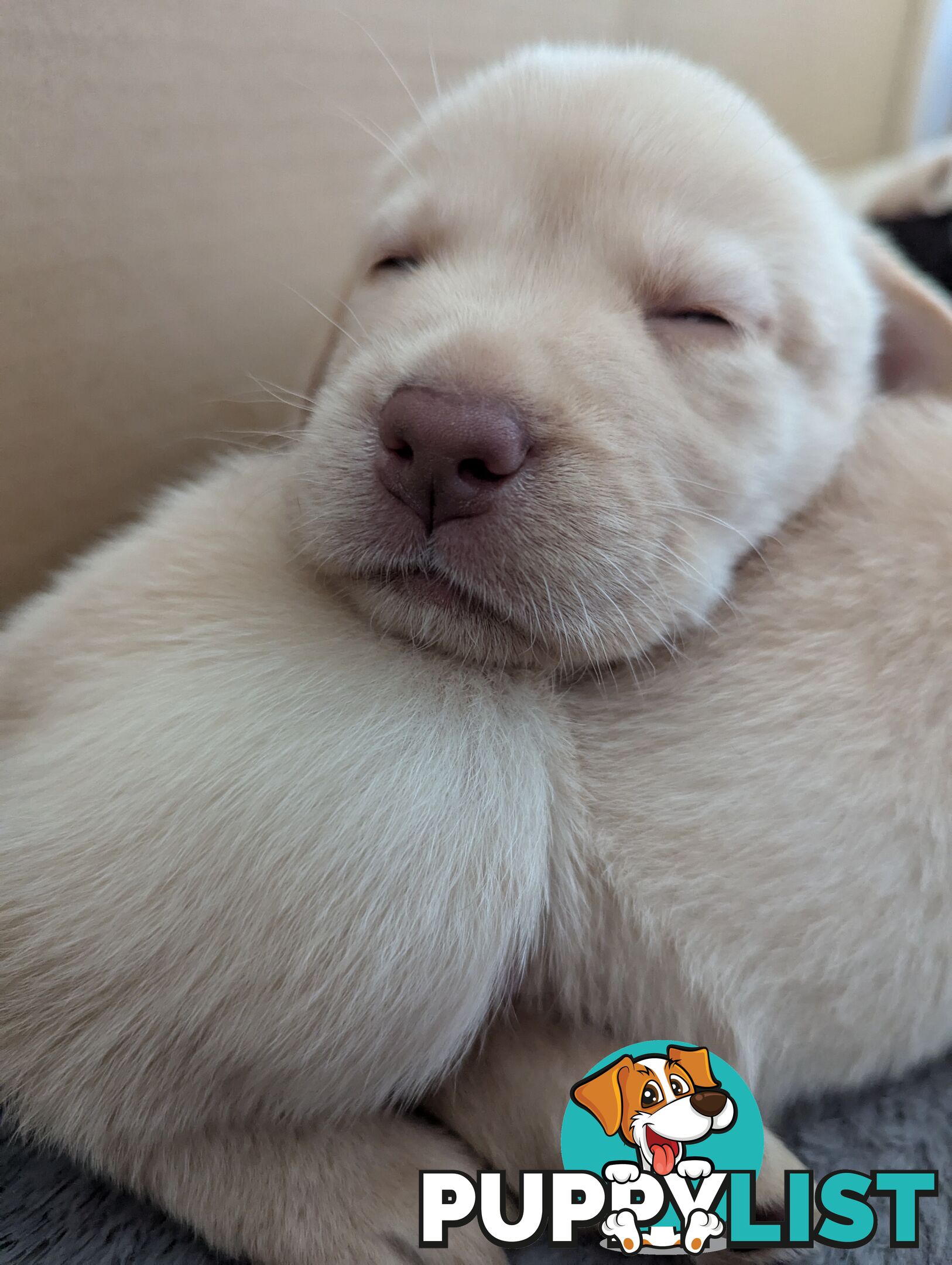 Purebred Labrador Retriever Puppies – Ready for Their Forever Homes!