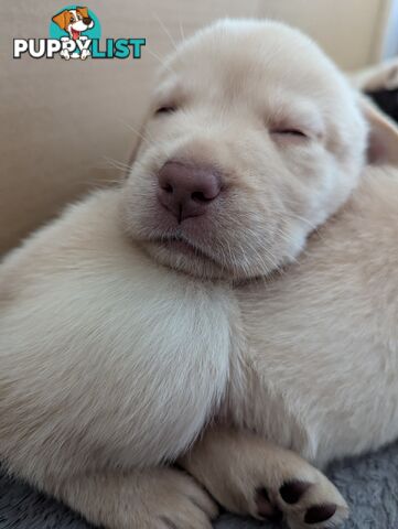 Purebred Labrador Retriever Puppies – Ready for Their Forever Homes!