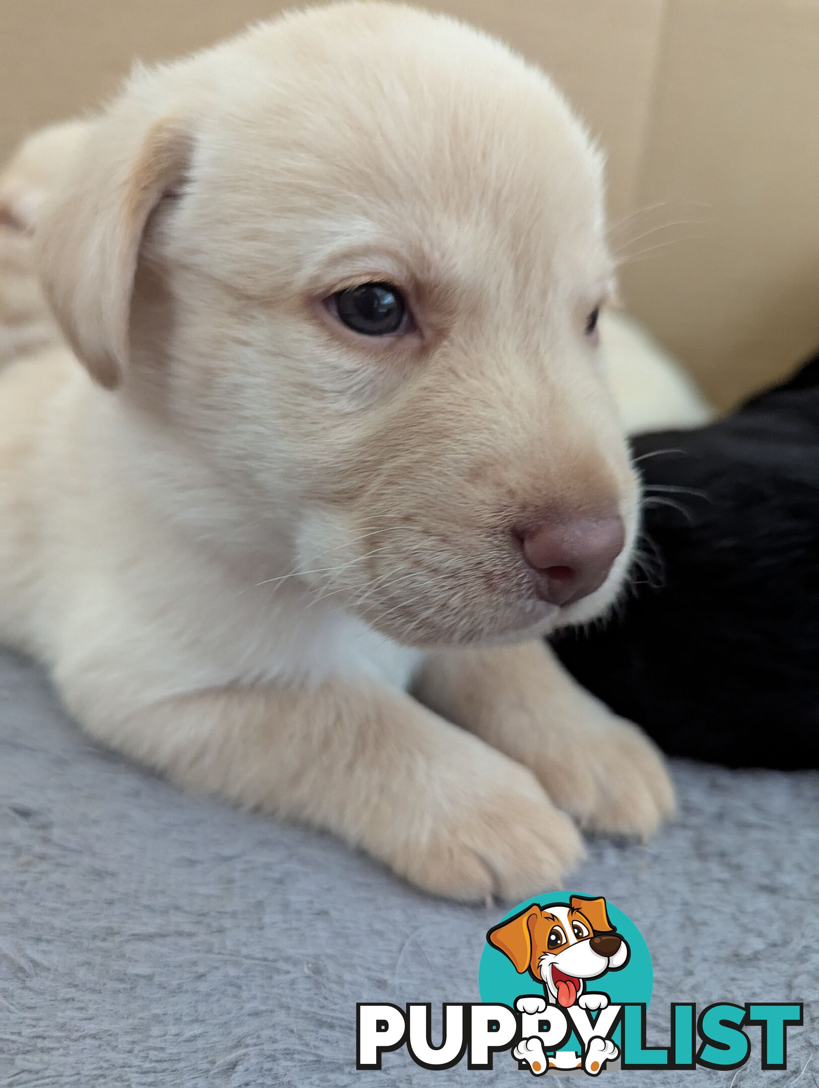 Purebred Labrador Retriever Puppies – Ready for Their Forever Homes!