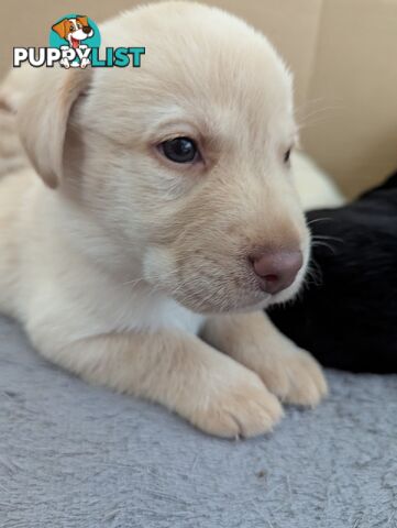 Purebred Labrador Retriever Puppies – Ready for Their Forever Homes!