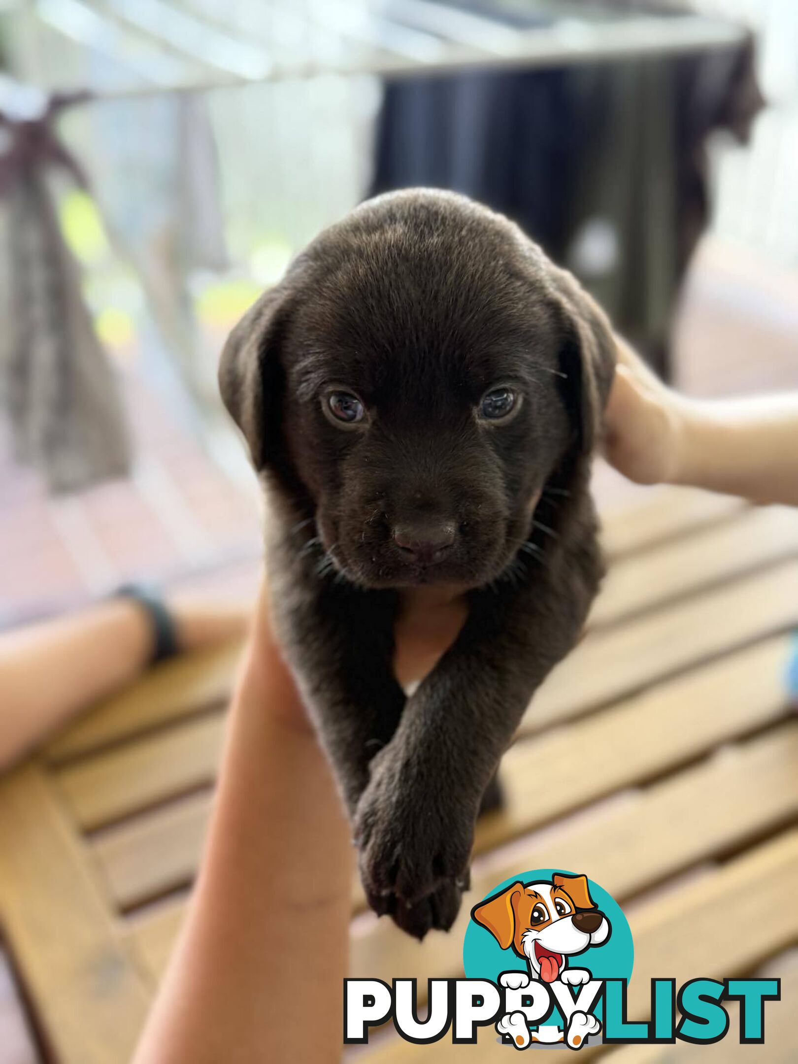 Purebred Labrador Retriever Puppies – Ready for Their Forever Homes!