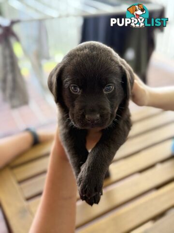 Purebred Labrador Retriever Puppies – Ready for Their Forever Homes!