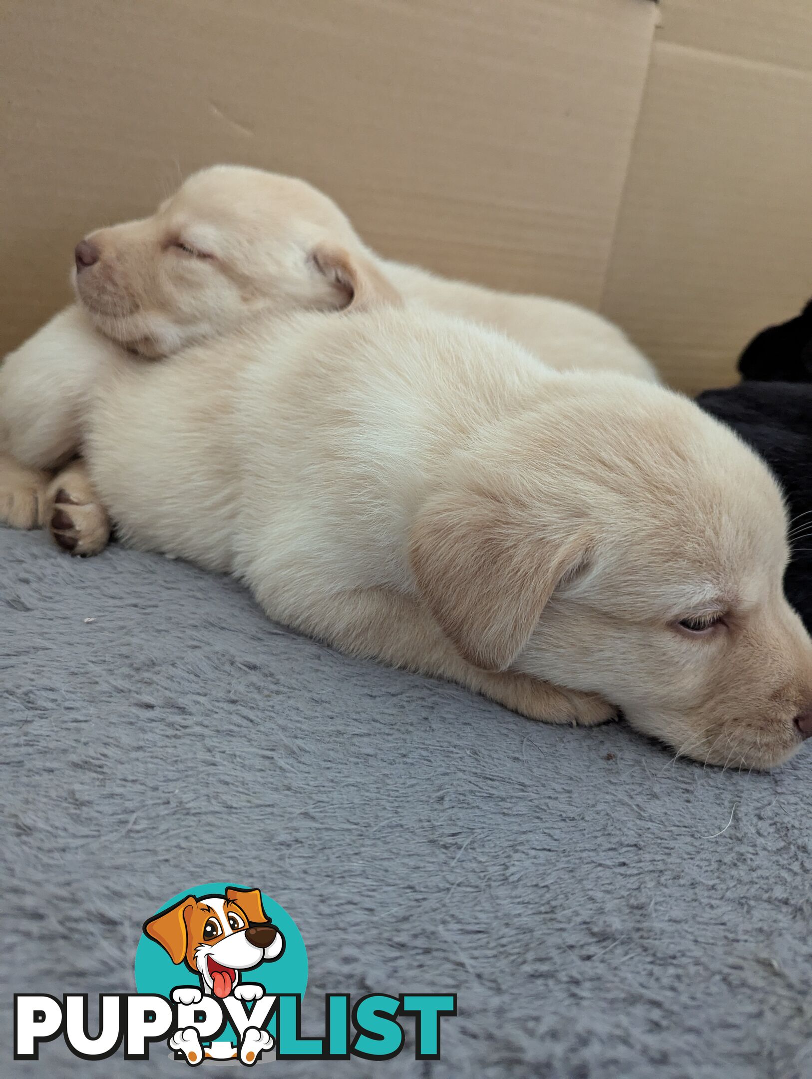 Purebred Labrador Retriever Puppies – Ready for Their Forever Homes!