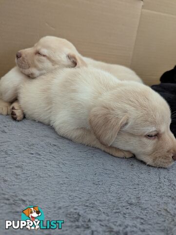 Purebred Labrador Retriever Puppies – Ready for Their Forever Homes!