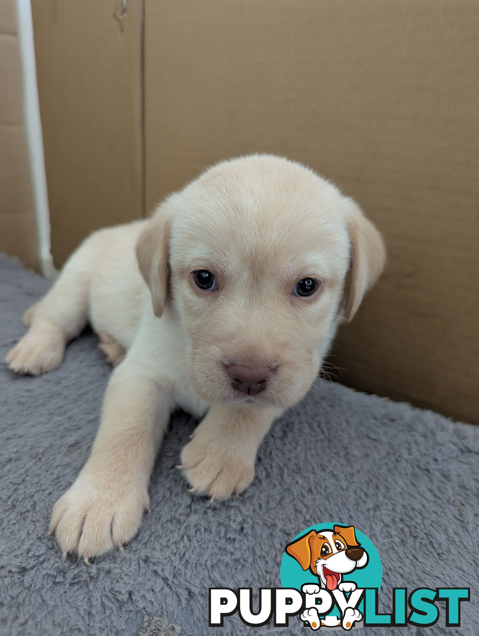 Purebred Labrador Retriever Puppies – Ready for Their Forever Homes!