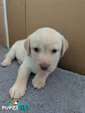 Purebred Labrador Retriever Puppies – Ready for Their Forever Homes!