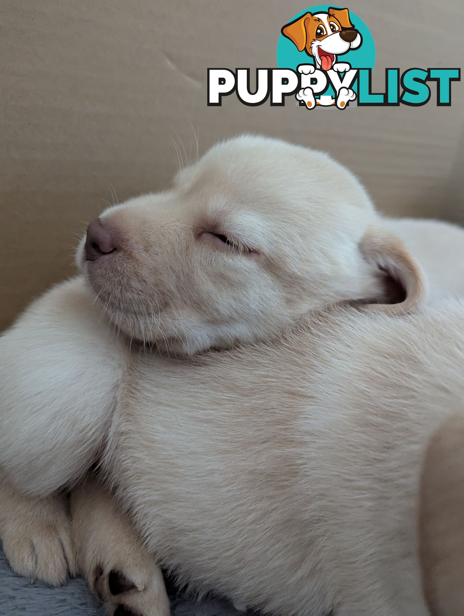 Purebred Labrador Retriever Puppies – Ready for Their Forever Homes!