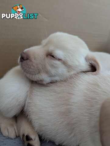 Purebred Labrador Retriever Puppies – Ready for Their Forever Homes!