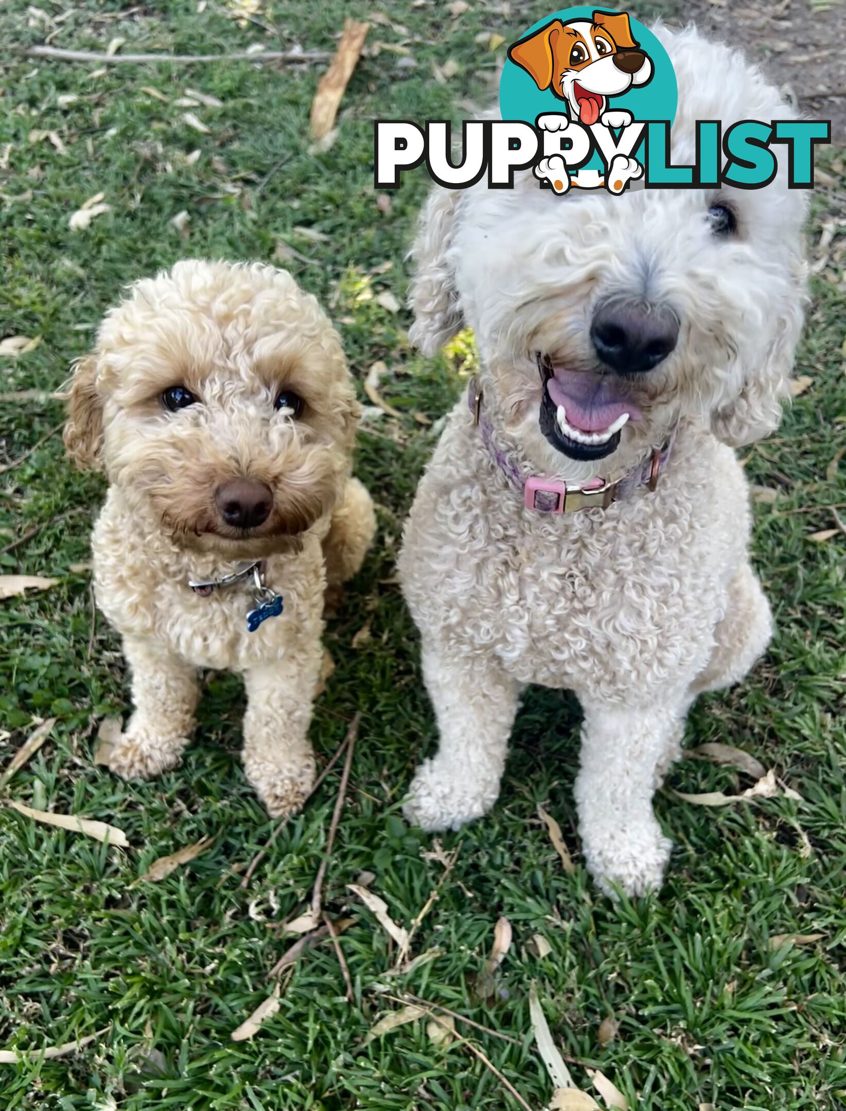 Miniature Purebred Poodles