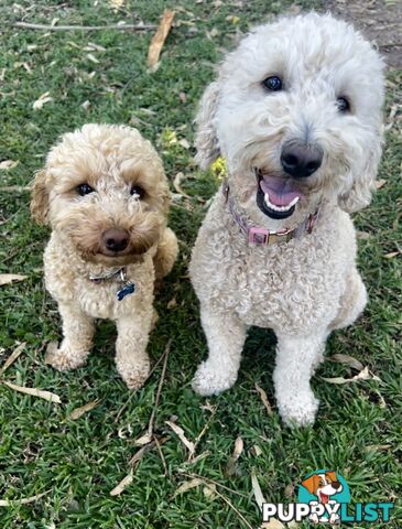 Miniature Purebred Poodles