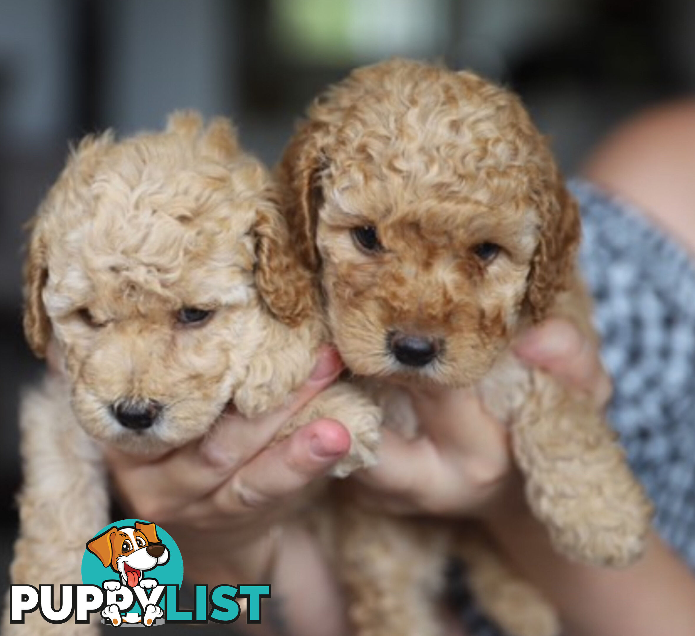 Miniature Purebred Poodles