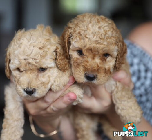 Miniature Purebred Poodles