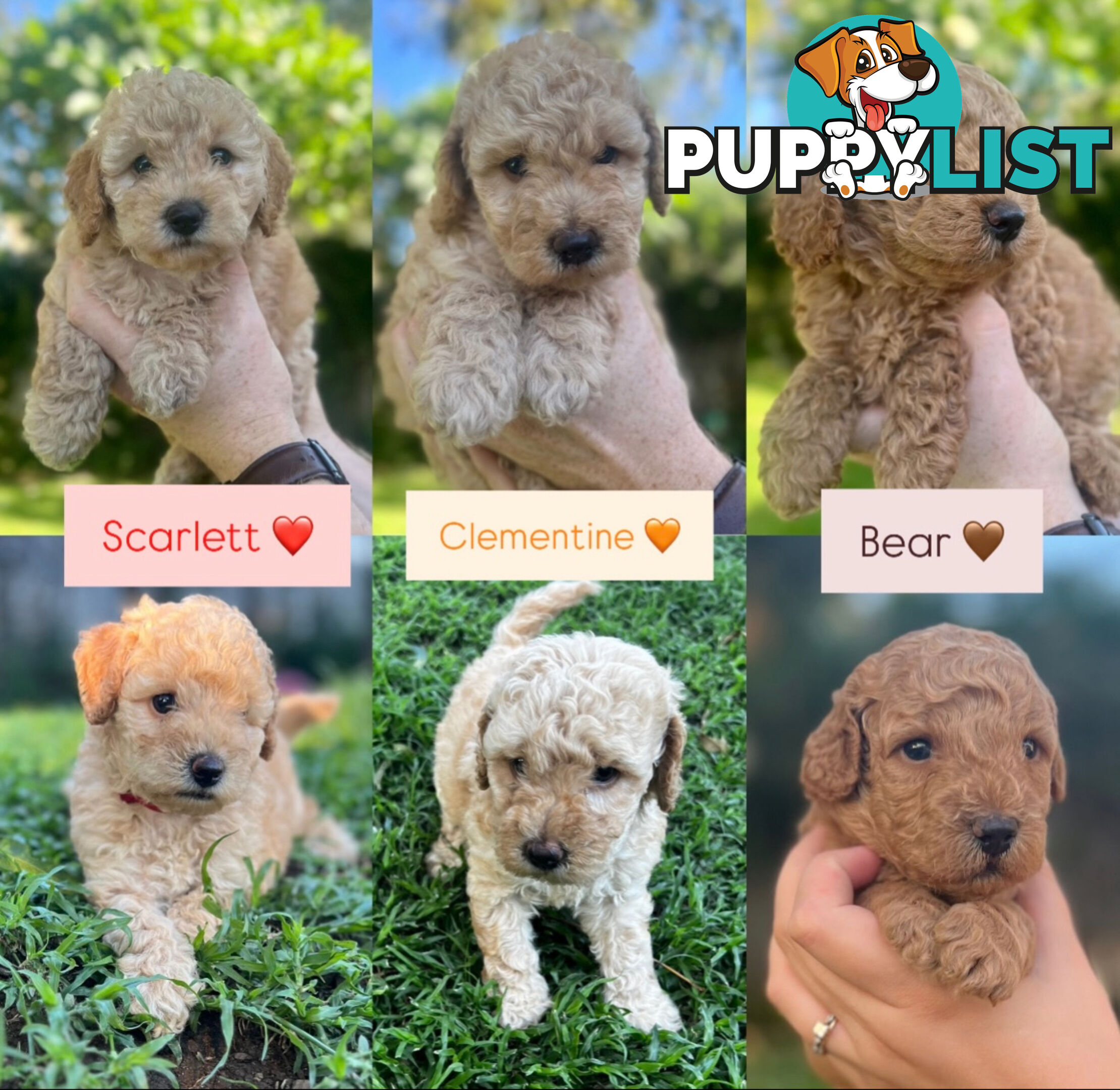 Miniature Purebred Poodles