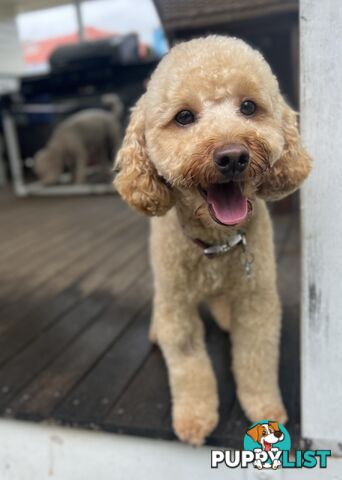 Miniature Purebred Poodles