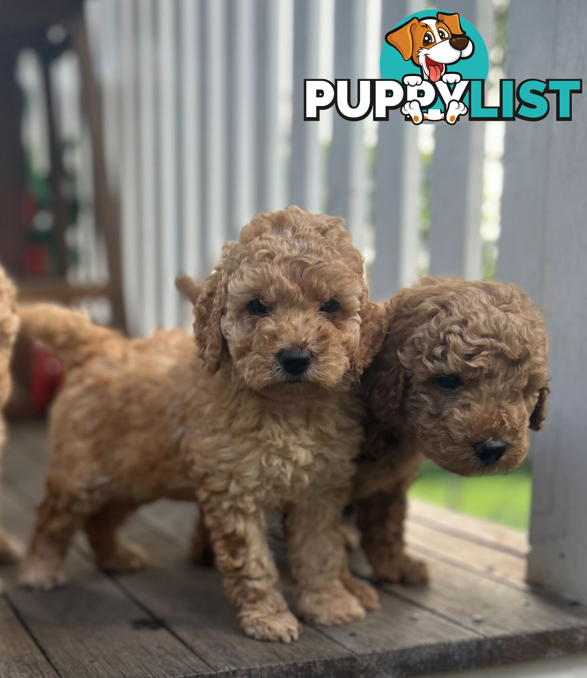 Miniature Purebred Poodles