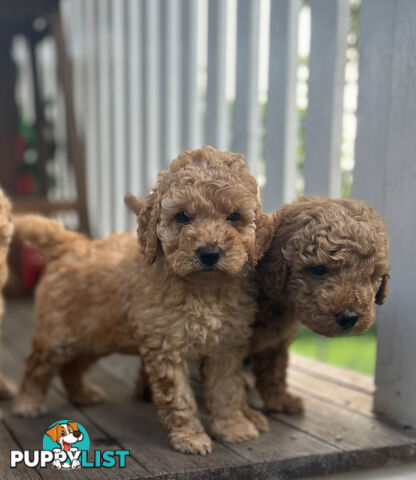 Miniature Purebred Poodles