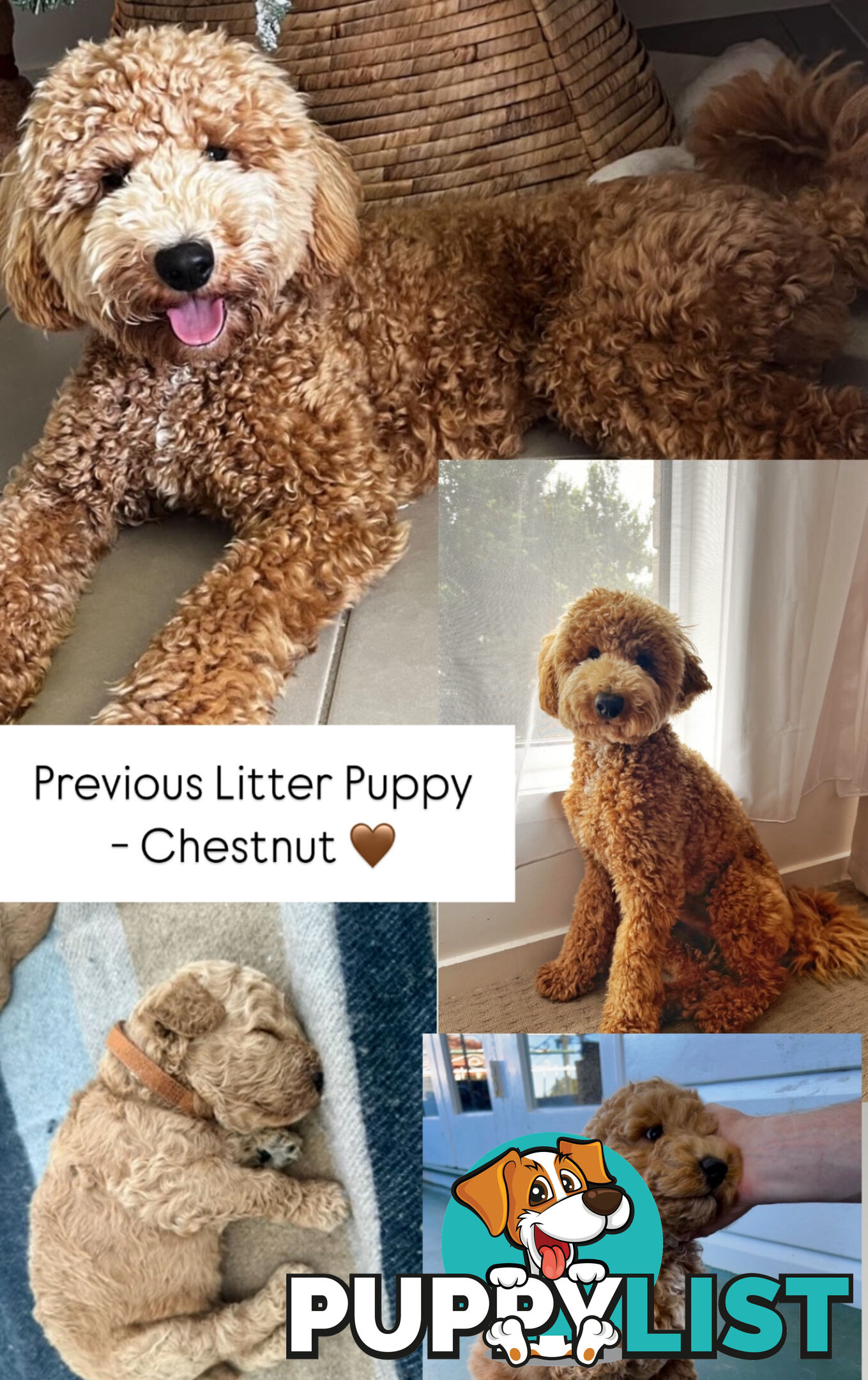 Miniature Purebred Poodles