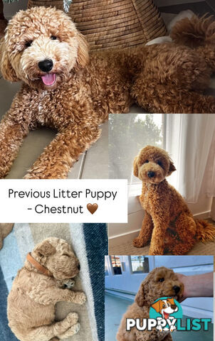 Miniature Purebred Poodles