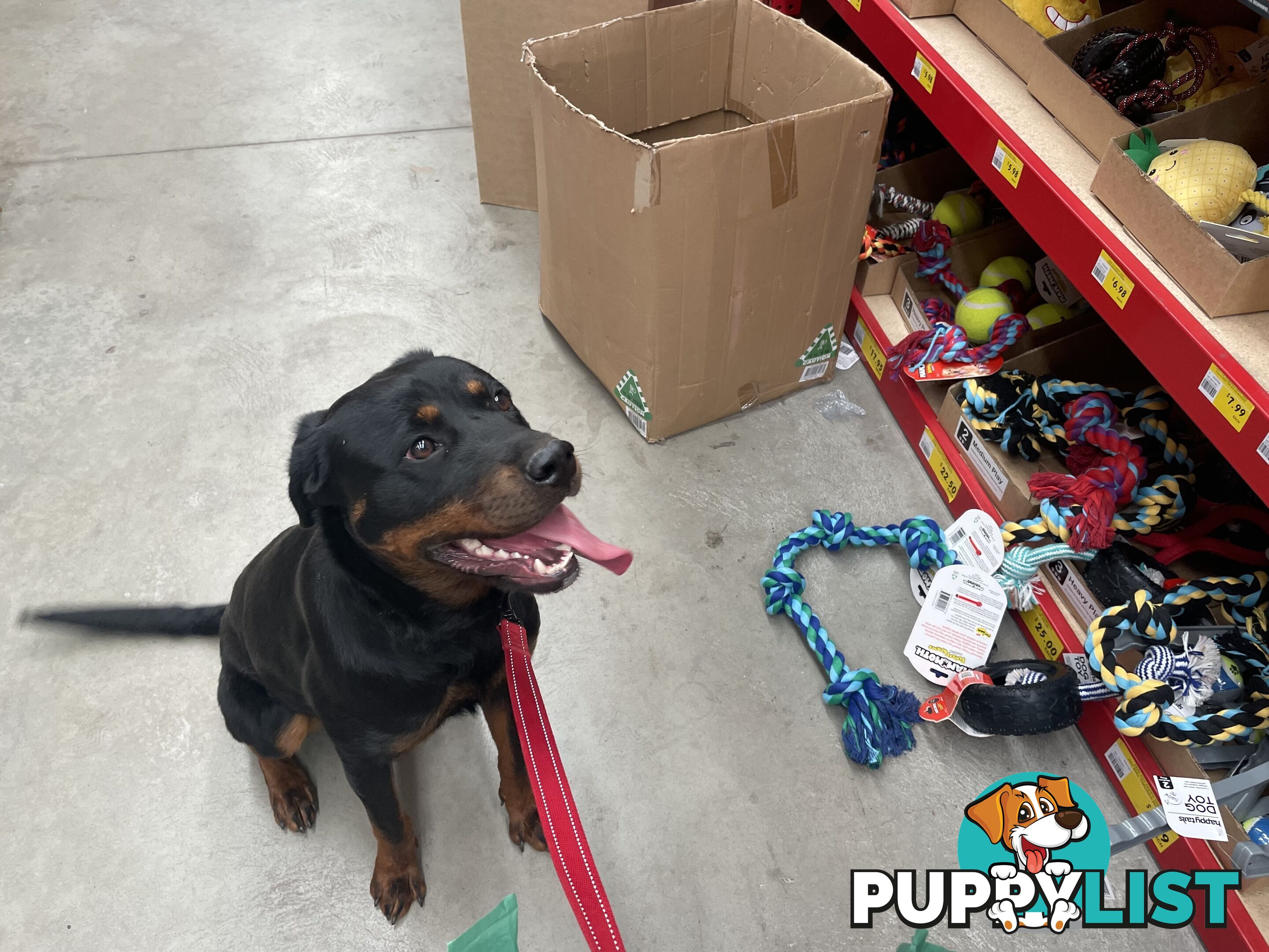 12 month old female Rottweiler