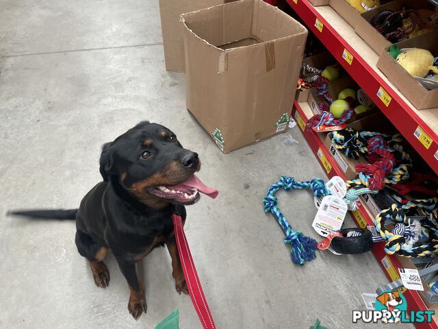 12 month old female Rottweiler