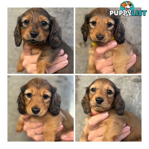 Pure bred Long haired mini dachshund puppies