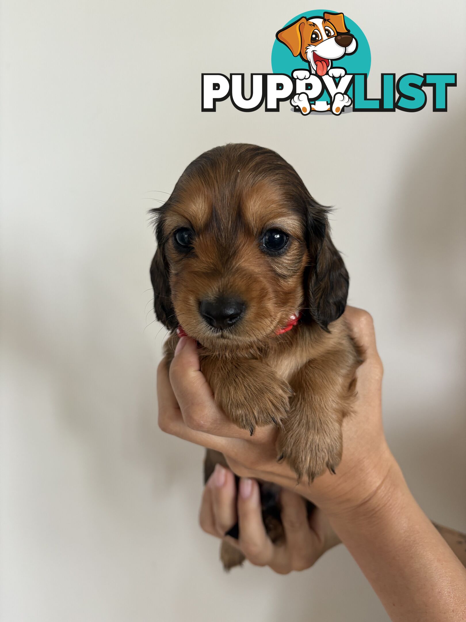 Long haired mini dachshund puppies