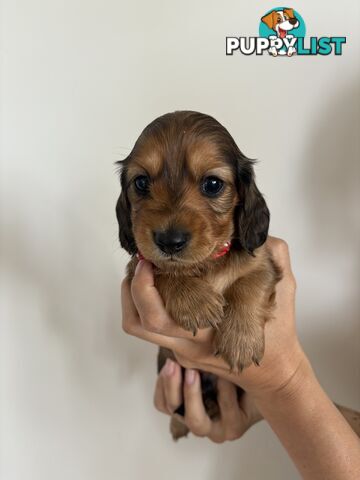 Long haired mini dachshund puppies