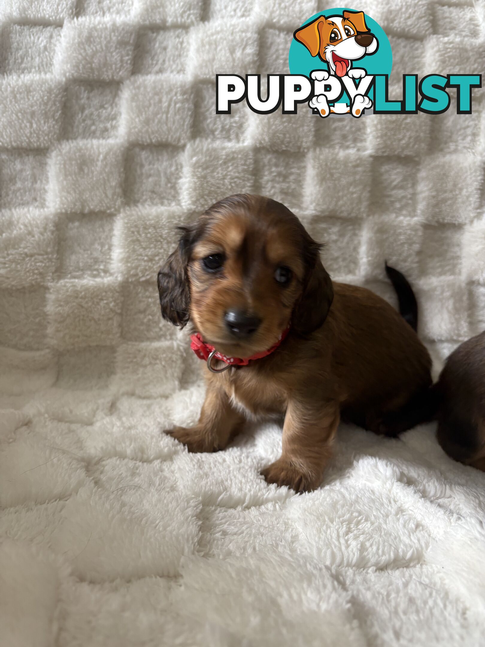 Long haired mini dachshund puppies