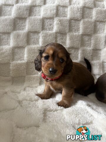 Long haired mini dachshund puppies