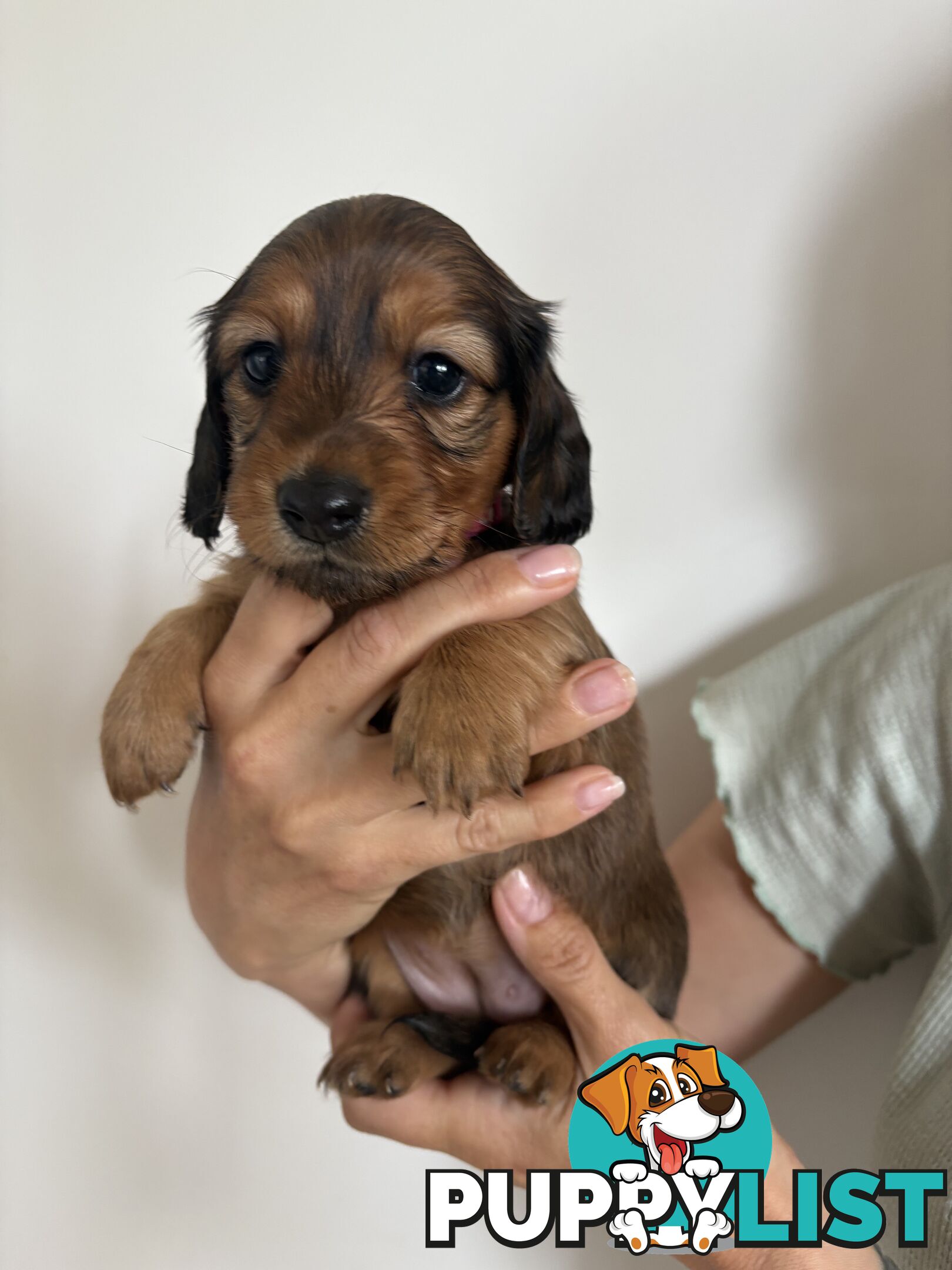 Long haired mini dachshund puppies