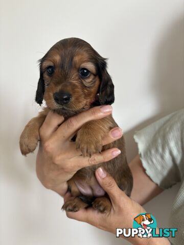 Long haired mini dachshund puppies