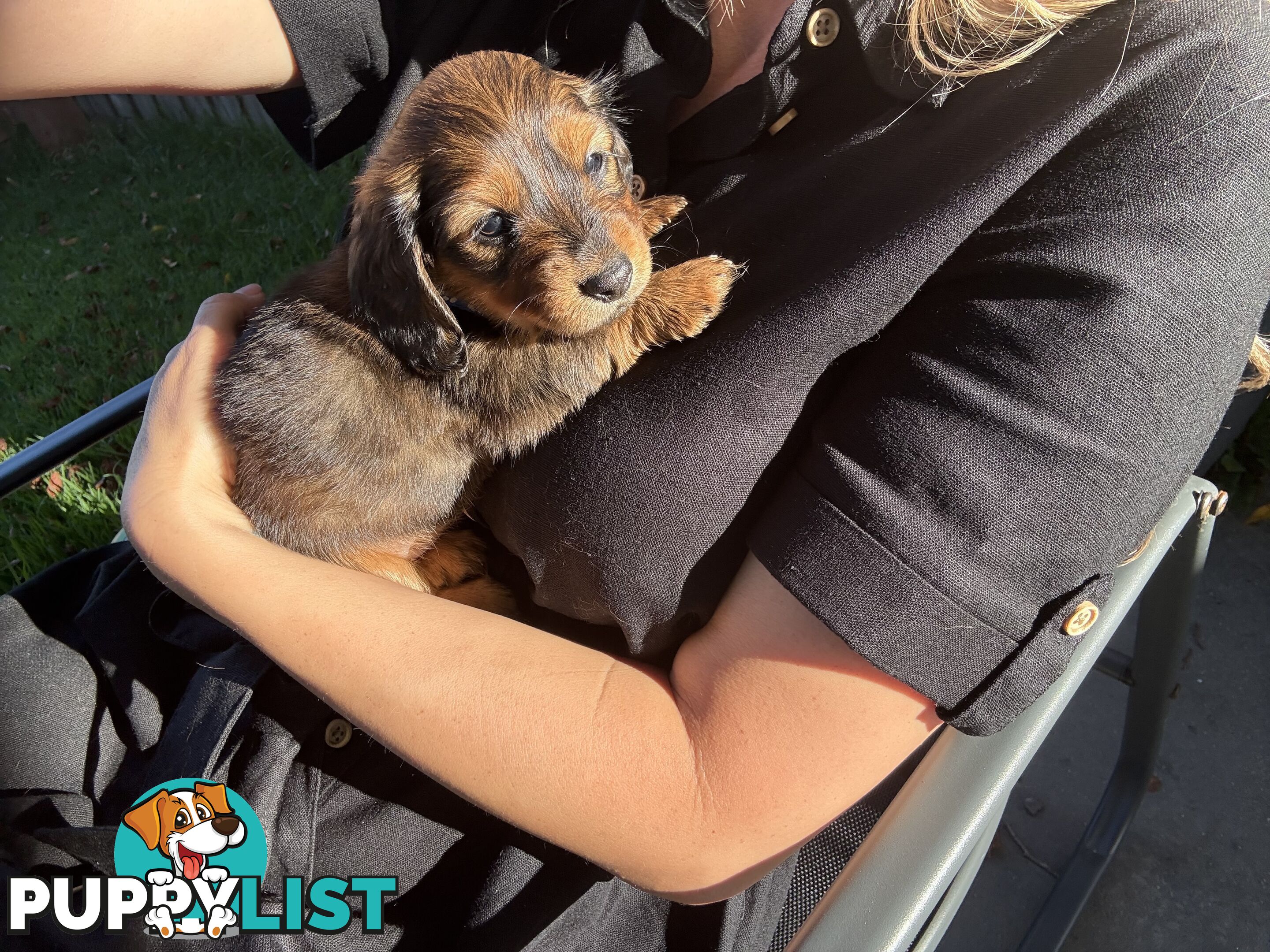 Long haired mini dachshund puppies