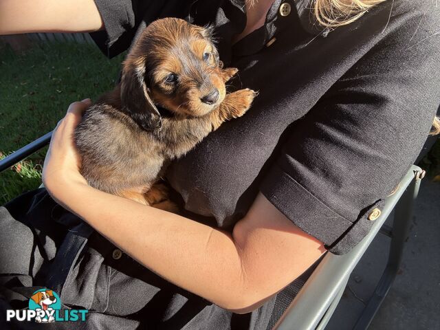 Long haired mini dachshund puppies