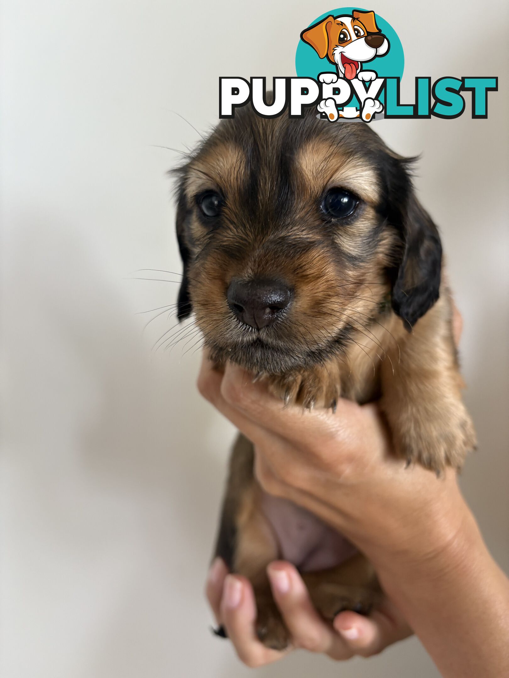 Long haired mini dachshund puppies