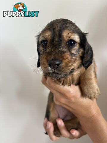 Long haired mini dachshund puppies